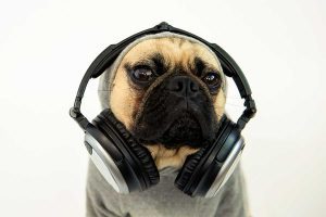 Perro-con-auriculares-para-dj